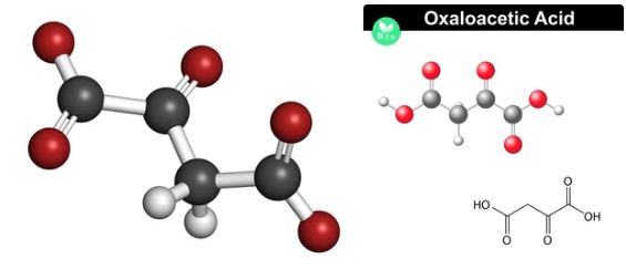 Oxaloacetic Acid in oman