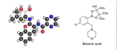 Pioneering Boronic Acid Maestro