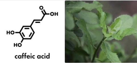 Caffeic acid