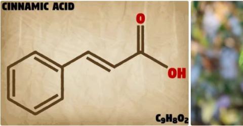 Cinnamic acid