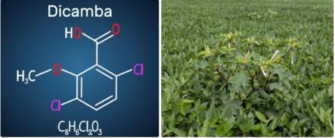 Dicamba supplier in oman