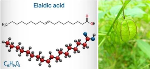 Elaidic acid supplier in oman