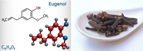 Eugenol Supplier in oman