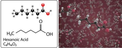 Hexanoic acid supplier in oman